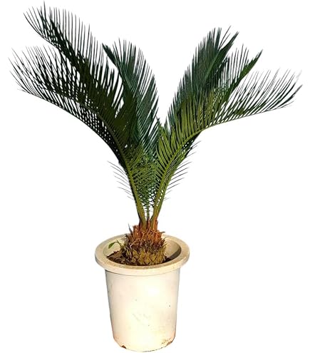 Amazon｜蘇鉄 ソテツ 12号 観葉植物 お祝 新築祝い 開店祝い シンボル