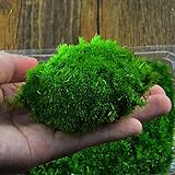 DIY Mirco 横長のコケ植物自然野生 Leucobryum Bowringii ガラスボトルの装飾?