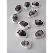 Narita様 リクエスト 4点 まとめ商品　貝殻 貝殻 約1kg詰め合わせ(アバカ袋)【1個】En:Assorted Shells in