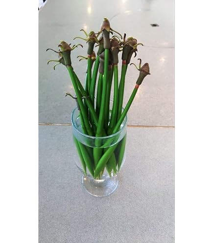 Amazon｜マングローブ オヒルギ 発根あり 苗 観葉植物 海干潟 水槽