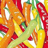 国華園　接木野菜苗　ピーマン　接木F1バナナピーマン　6株【※発送が国華園からの場合のみ正規品です】