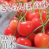 さくらんぼ 高砂 苗木 苗 果樹 果樹苗 1年生