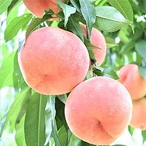 Amazon.co.jp: ITANSE 桃の苗木 黄金桃 4～5号ポット【品種で