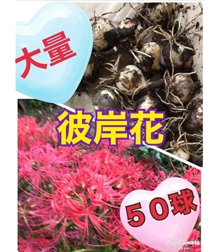 Amazon.co.jp: リコリス 球根 混合 4球 【 お徳用 】 ヒガンバナ