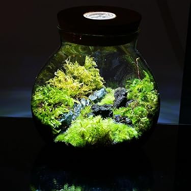 Amazon.co.jp 売れ筋ランキング: プランターテラリウム の中で最も人気