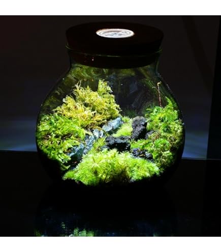 USB接続透明ガラス水槽 ボトルUFOドロップ苔テラリウムパルダリウム Amazon.co.jp: テラリウムボトル UFO ドロップ Sサイズ テラリウム