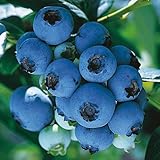 ブルーベリー苗木 ブルークロップ<ハイブッシュ系>(2年生)