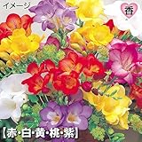 球根　シングル咲フリージアセット　5色25球　【※発送が国華園からの場合のみ正規品です】