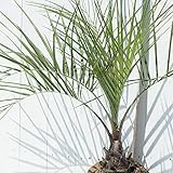 ヤシ 苗木 【ヤシの木 ココスヤシ】 約0.7m 根巻き苗