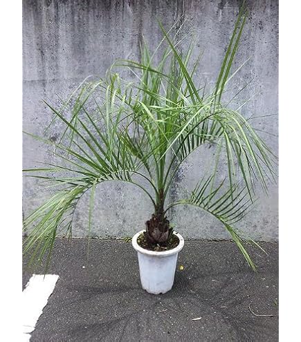 Amazon.co.jp: 耐寒性 ココスヤシ 10号 高さ約 100cm 【現品発送