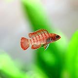 (熱帯魚)スカーレットジェム （約１.５cm）＜4匹＞[生体]