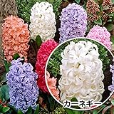 国華園　秋植え球根 ヒヤシンス カーネギー 3球【※発送が国華園からの場合のみ正規品です】