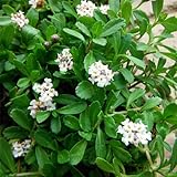 屋上緑化用イワダレソウ：クラピア白系3号10株セット[グランドカバーに！草丈が伸びない] ノーブランド品