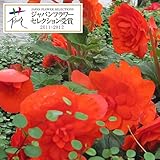 フォーチュンベゴニア：オレンジシェード 3.5号ポット 6株セット[JFS] ノーブランド品