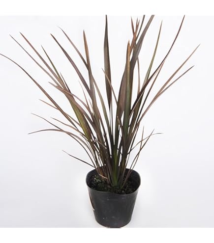 Amazon.co.jp: ニューサイラン・ブロンズ 60 フォルミウム : DIY・工具