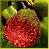 いちじく苗木 日本種（蓬莱柿）