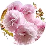 桜 苗木 普賢象 12cmポット苗 ふげんぞう さくら 苗 サクラ