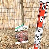 花梅 苗木 しだれ梅 (赤) 12cmポット苗 はなうめ 苗 ハナウメ