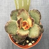 多肉植物:カランコエ テディベア*葉幅6cm