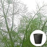 フェンネル 栽培 セット / ハーブ / 軽量 プラスチック 鉢 プランター / ダークブラウン