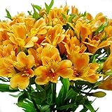 アルストロメリア 切花 一級品 70cm（花5個・蕾5個付き）×10本入り (オレンジ)