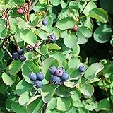 ジューンベリー：リージェント3.5号ポット[サスカトゥーンベリー・最も樹高が低いジューンベリー]