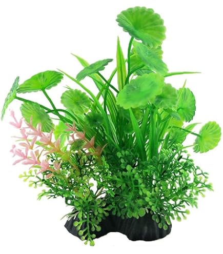 Amazon.co.jp: マングローブ メヒルギ 抜き苗 海干潟 園芸 熱帯 植物