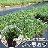 【ノーブランド品】 タマリュウ / 7.5cmポット 40本セット