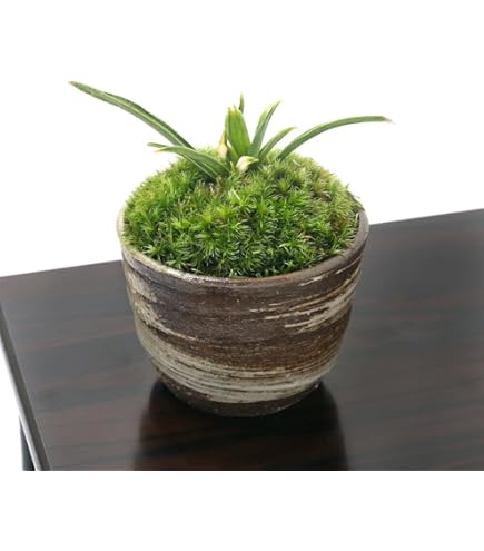 Amazon｜（観葉植物）ムラサキオモト 3．5号（1ポット）オーロラ