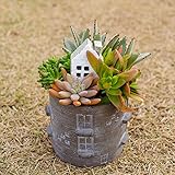 多肉植物 寄せ植え taniku メゾンタウン ( ラウンドポット ) L サイズ