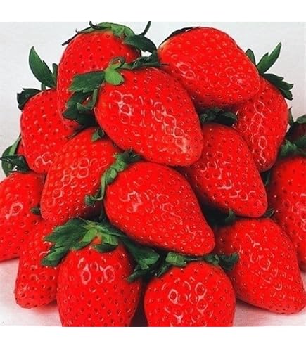 Amazon.co.jp: イチゴ苗 福岡いちご (品種名 福岡S6号) 3株 / 国華園