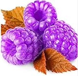 1000pcs rare raspberry seeds organic fruit seeds green red blue purple black raspberry seeds for hom
