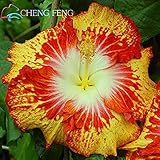 発売中！100本ハイビスカス種子24kindsミックスカラーの美しいロサ・シネンシス花の種子多年生の花ツリー鉢植え庭の植物