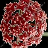 20 pcs/bag hoya seeds,ball orchid flower seeds Perennial Plant Hoya Carnosa,rare orchid seeds,bonsai