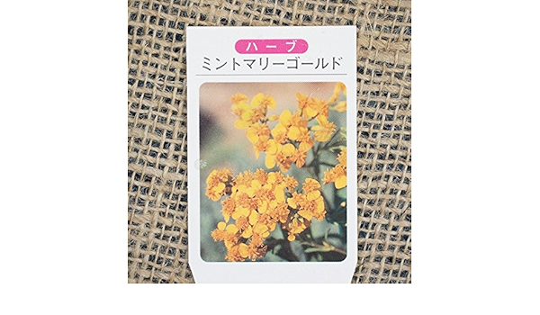 Amazon マリーゴールド 苗 ミントマリーゴールド 3号ポット苗 植木