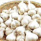 国華園　ニンニク種球 福地ホワイト六片 1kg【※発送が国華園からの場合のみ正規品です】