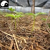 100％レアル中国文山Sanqi Sementes田七人参種子雲南Tianqi盆栽疑似人参の植物ハーブ