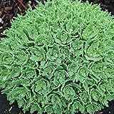 【宿根草】セダム「サンダークラウド」