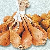 国華園　ワケギ 長崎紫大玉ワケギ 1kg【※発送が国華園からの場合のみ正規品です】