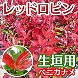【ノーブランド品】 レッドロビン 樹高0.5m前後 10.5cmポット 【50本セット】