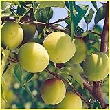 梅(ウメ)苗木 花香実(はなかみ)