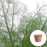 フェンネル 栽培 セット / ハーブ / テラコッタ 鉢 プランター / 鉢受皿 付