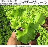 レタス苗 マザーグリーン 5ポットセット グリーンリーフレタス