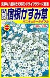 アタリヤ農園 種 宿根かすみ草 パニキュラータダブル 0.3ml