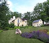 ホームCal Artificial Grass Rugシリーズ風景装飾人工芝アウトドアペット犬領域3 cm 4 ' x6 ' Spring Grass