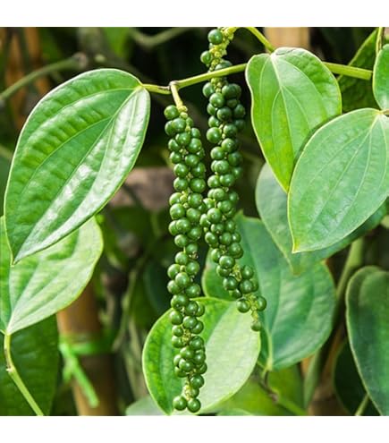 ライチ取木苗、ピンクウエイメイ種、2本セット Amazon.co.jp: ライチの取り木苗、ピンクウエイメイ種 : DIY