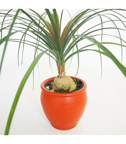 観葉植物　トックリラン　ポニーテール　マヤパーム　ノリナ　マヤツリー　尺鉢　背高 Amazon.co.jp: はなみどり マヤ文明観葉 ポニーテール 7号 白浅