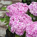 アジサイ：てまりてまり 3.5号ポット[加茂セレクション][育てるアジサイ] ノーブランド品