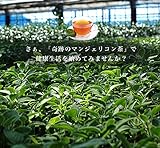 ハーブ 苗 マンジェリコン ブラジル 3号ポット苗