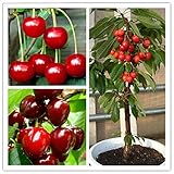 egrow 20 pcs\/bag cherry seeds home indoor fruit bonsai dwarf